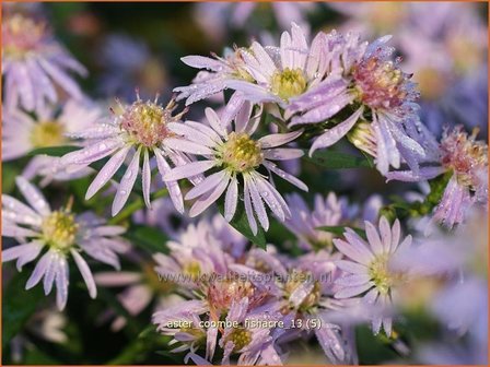 Aster &#039;Coombe Fishacre&#039; | Aster | Aster