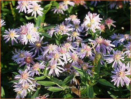 Aster &#039;Coombe Fishacre&#039; | Aster | Aster