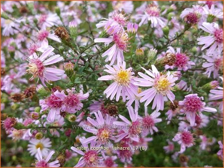 Aster &#039;Coombe Fishacre&#039; | Aster | Aster