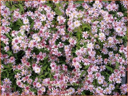 Aster &#039;Coombe Fishacre&#039; | Aster | Aster