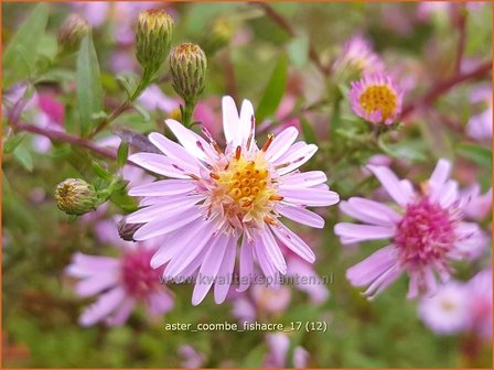 Aster &#039;Coombe Fishacre&#039; | Aster | Aster