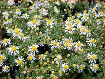 Aster ericoides &#039;Golden Spray&#039; | Heideaster, Aster | Heide-Aster