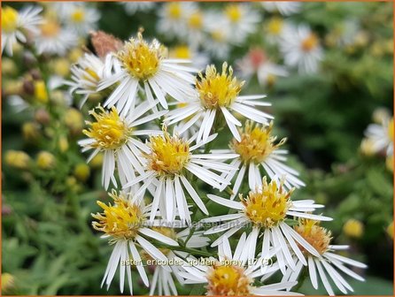 Aster ericoides &#039;Golden Spray&#039; | Heideaster, Aster | Heide-Aster