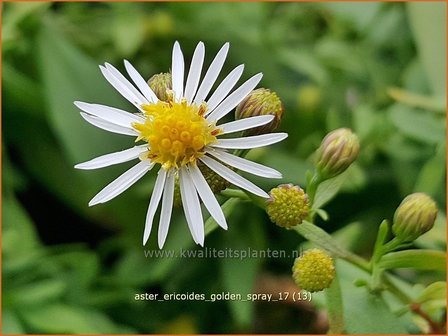 Aster ericoides &#039;Golden Spray&#039; | Heideaster, Aster | Heide-Aster