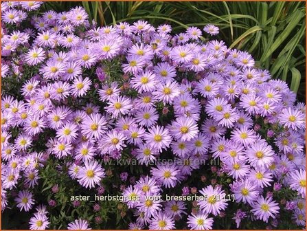 Aster &#039;Herbstgru&szlig; vom Bresserhof&#039; | Aster | Aster