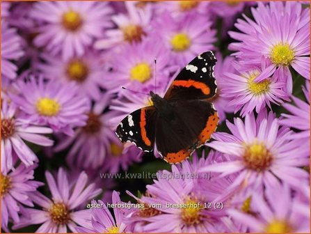 Aster &#039;Herbstgru&szlig; vom Bresserhof&#039; | Aster | Aster