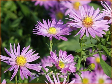 Aster &#039;Herbstgru&szlig; vom Bresserhof&#039; | Aster | Aster