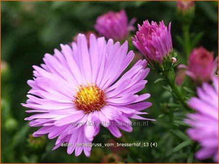 Aster &#039;Herbstgru&szlig; vom Bresserhof&#039; | Aster | Aster