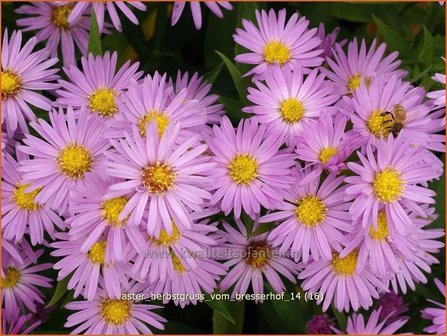 Aster &#039;Herbstgru&szlig; vom Bresserhof&#039; | Aster | Aster