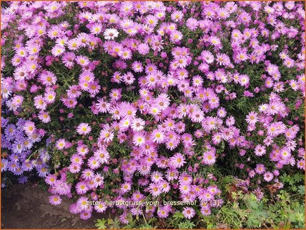 Aster &#039;Herbstgru&szlig; vom Bresserhof&#039; | Aster | Aster