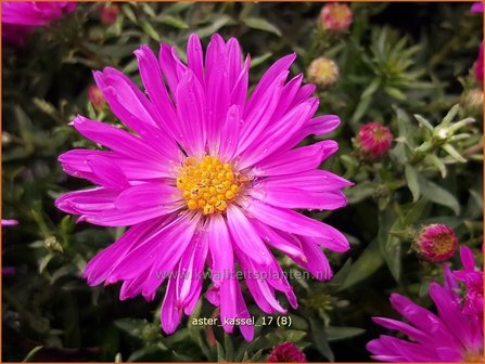 Aster &#039;Kassel&#039; | Aster | Aster