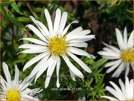 Aster &#039;Kristina&#039; | Aster | Aster