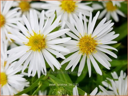 Aster &#039;Kristina&#039; | Aster | Aster