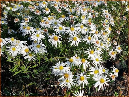 Aster &#039;Kristina&#039; | Aster | Aster