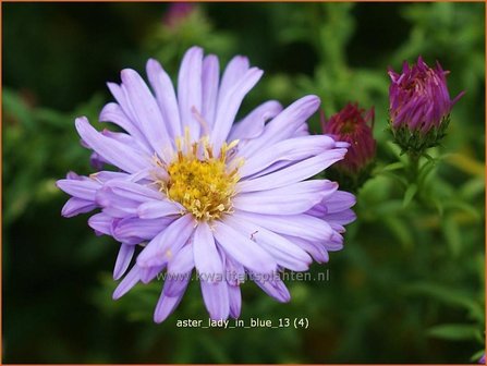 Aster &#039;Lady in Blue&#039; | Aster | Aster