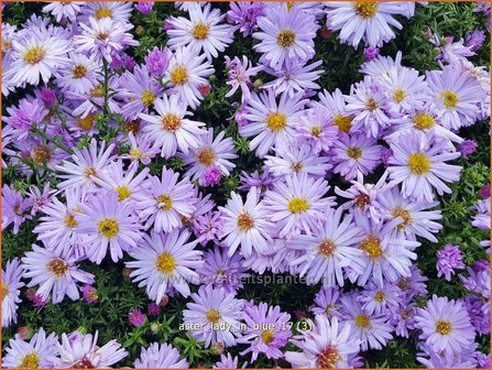 Aster &#039;Lady in Blue&#039; | Aster | Aster