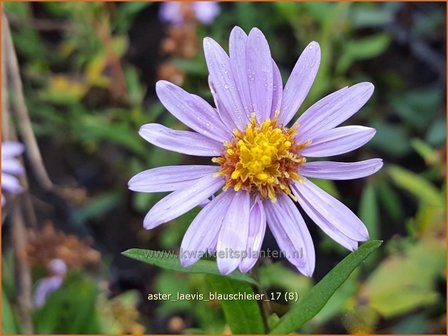 Aster laevis &#039;Blauschleier&#039; | Gladde aster, Aster | Glatte Aster