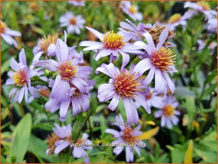 Aster laevis &#039;Blauschleier&#039; | Gladde aster, Aster | Glatte Aster