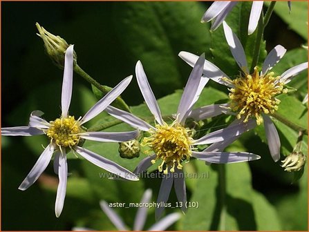 Aster macrophyllus | Grootbladige aster, Aster | Gro&szlig;bl&auml;ttrige Aster