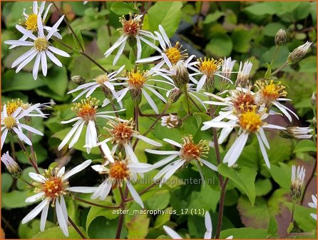 Aster macrophyllus | Grootbladige aster, Aster | Gro&szlig;bl&auml;ttrige Aster