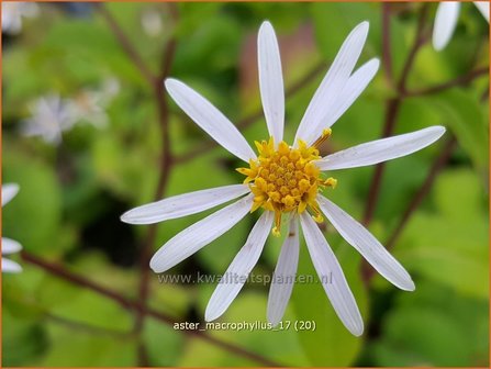 Aster macrophyllus | Grootbladige aster, Aster | Gro&szlig;bl&auml;ttrige Aster