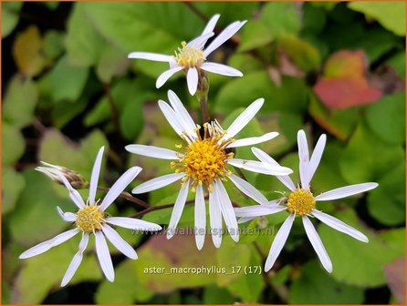 Aster macrophyllus | Grootbladige aster, Aster | Gro&szlig;bl&auml;ttrige Aster