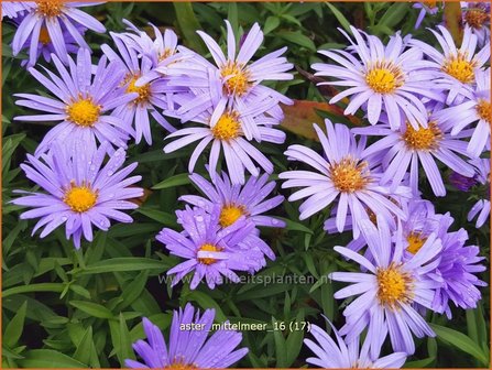 Aster &#039;Mittelmeer&#039; | Aster | Aster