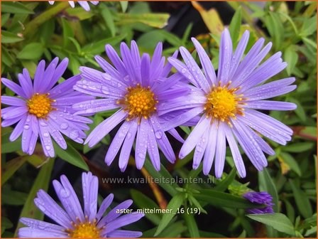 Aster &#039;Mittelmeer&#039; | Aster | Aster