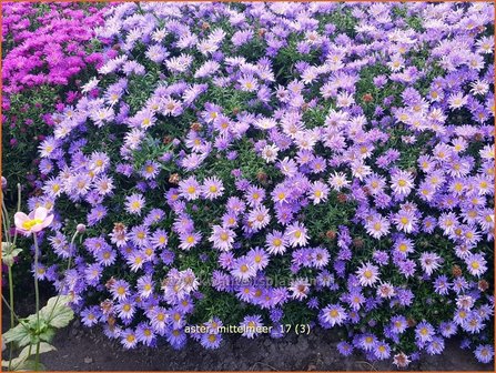 Aster &#039;Mittelmeer&#039; | Aster | Aster