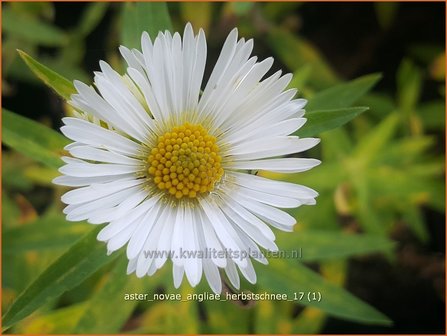 Aster novae-angliae &#039;Herbstschnee&#039; | Nieuw-Engelse aster, Herfstaster, Aster | Raublatt-Aster