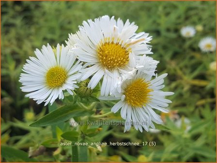 Aster novae-angliae &#039;Herbstschnee&#039; | Nieuw-Engelse aster, Herfstaster, Aster | Raublatt-Aster