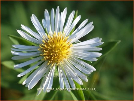 Aster novae-angliae &#039;Herbstschnee&#039; | Nieuw-Engelse aster, Herfstaster, Aster | Raublatt-Aster