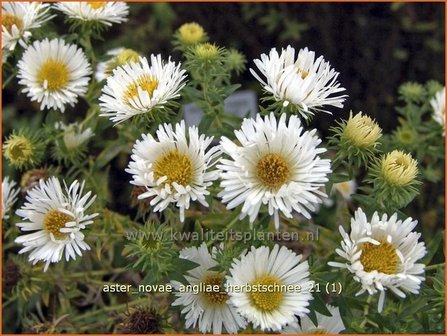 Aster novae-angliae &#039;Herbstschnee&#039; | Nieuw-Engelse aster, Herfstaster, Aster | Raublatt-Aster