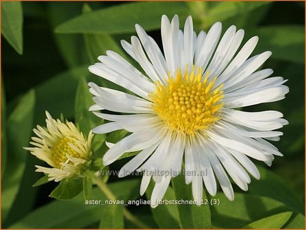 Aster novae-angliae &#039;Herbstschnee&#039; | Nieuw-Engelse aster, Herfstaster, Aster | Raublatt-Aster