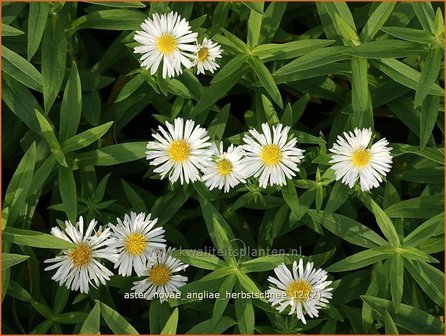 Aster novae-angliae &#039;Herbstschnee&#039; | Nieuw-Engelse aster, Herfstaster, Aster | Raublatt-Aster