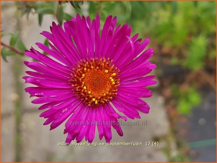 Aster novae-angliae &#039;Septemberrubin&#039; | Nieuw-Engelse aster, Herfstaster, Aster | Raublatt-Aster