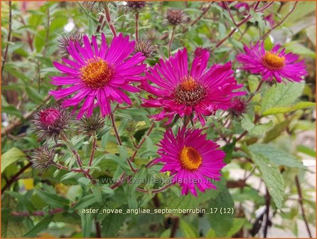 Aster novae-angliae &#039;Septemberrubin&#039; | Nieuw-Engelse aster, Herfstaster, Aster | Raublatt-Aster