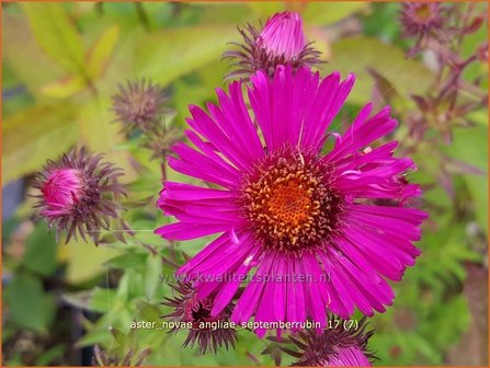 Aster novae-angliae &#039;Septemberrubin&#039; | Nieuw-Engelse aster, Herfstaster, Aster | Raublatt-Aster