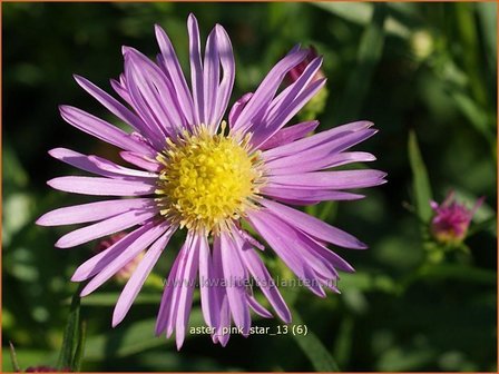 Aster &#039;Pink Star&#039; | Aster | Aster