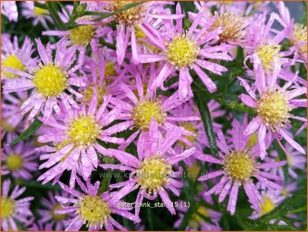 Aster &#039;Pink Star&#039; | Aster | Aster