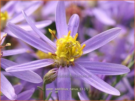 Aster sedifolius &#039;Nanus&#039; | Aster | &Ouml;dland-Aster