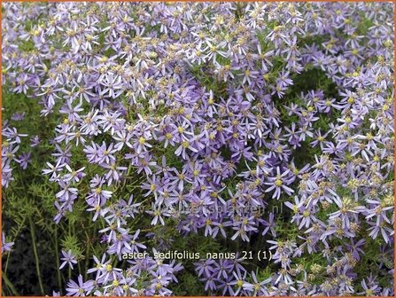 Aster sedifolius &#039;Nanus&#039; | Aster | &Ouml;dland-Aster