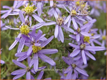 Aster sedifolius &#039;Nanus&#039; | Aster | &Ouml;dland-Aster