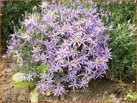 Aster sedifolius &#039;Nanus&#039; | Aster | &Ouml;dland-Aster