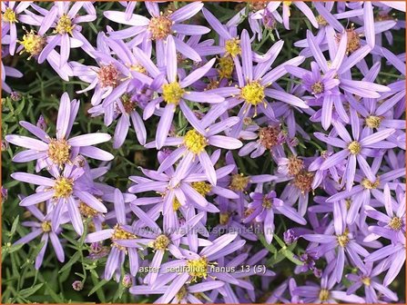 Aster sedifolius &#039;Nanus&#039; | Aster | &Ouml;dland-Aster