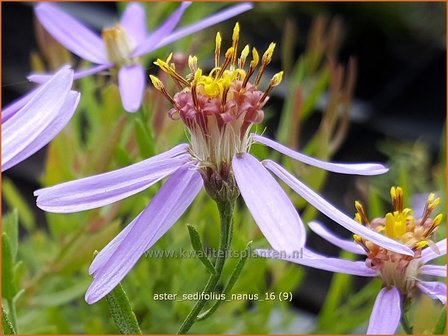 Aster sedifolius &#039;Nanus&#039; | Aster | &Ouml;dland-Aster