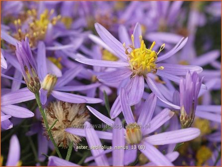 Aster sedifolius &#039;Nanus&#039; | Aster | &Ouml;dland-Aster