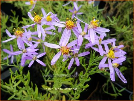 Aster sedifolius &#039;Nanus&#039; | Aster | &Ouml;dland-Aster