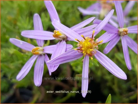 Aster sedifolius &#039;Nanus&#039; | Aster | &Ouml;dland-Aster