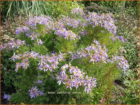 Aster sedifolius &#039;Nanus&#039; | Aster | &Ouml;dland-Aster